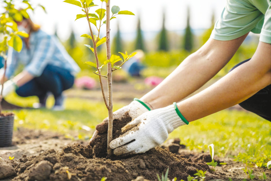 Conflans se végétalise avec vous